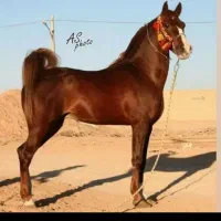 کره نریون دره شور 22ماهه