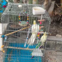 جفت عروس پاریس|پرنده|کارون, |دیوار