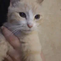واگذاری بچه گربه