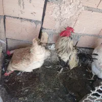 خوروس