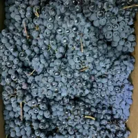 انگور دیم سردشت نمونه استثنائی