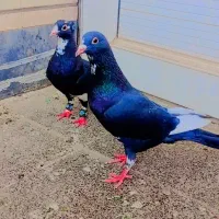 مجسمه کبوتر