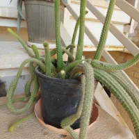 گل و گیاه طبیعی