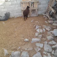 بره ماده