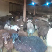 فروش بره افشاری