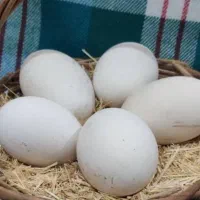 تخم غاز نطفه دار