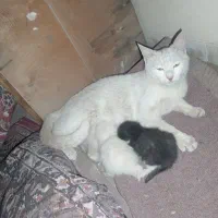 گربه دستی ولوس با بچه