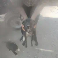 توله سگ ماده قدرجانی افغانی