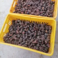 خرمای درجه یک