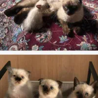 بچه گربه اسکاتیش|گربه|آمل, |دیوار