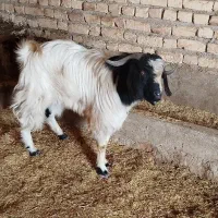 با قیمت بازار