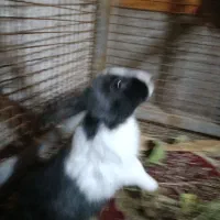 فروش خرگوشی خیلی خوشگل و باهوش|موش و خرگوش|یاسوج, |دیوار