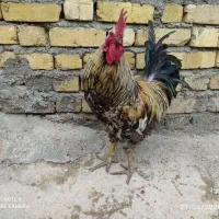 مرغ خروس