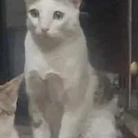 گربه گمشده