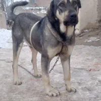 سگ عراقی نژاد دار|سگ|اردبیل, |دیوار