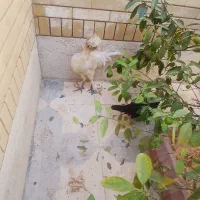 یک جفت خروس و مرغ تزیینی|پرنده|شیراز, دشت چنار|دیوار