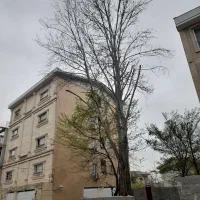 درخت بزرگ وسنگین با مجوز بفروش می رسد