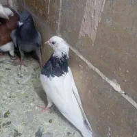 کفتر ساده طوقی سبز زاغ