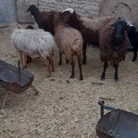 میش و بره جوان|حیوانات مزرعه|جوادآباد, |دیوار