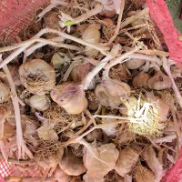 سیر وازد
