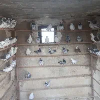 کفتر پرشی|پرنده|شهر ری, جوانمرد قصاب|دیوار