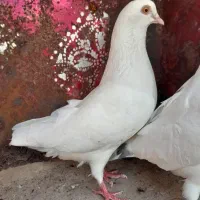 کبوتر پرشی دهنجور واقعی ۱۰ ساعته باضمانت|پرنده|رشت, گیل|دیوار
