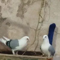 جفت