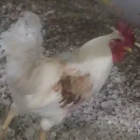 مرغ و خروس