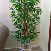 درختچه خیزران مصنوعی ۵۹۹۰۰۰ت|گل مصنوعی|کرج, مهرویلا جنوبی|دیوار