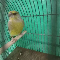 سهره سبز|پرنده|الشتر, |دیوار