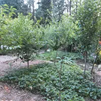 اجاره یک قطعه زمین|اجارهٔ دفتر صنعتی، کشاورزی، تجاری|گرگان, |دیوار