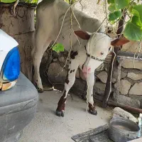 فروش گوساله سمینتال نردوماهه قیمت 85