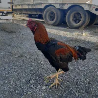 حیوانات خروس لاری