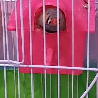 یک جفت فنچ مولدویک عددمرغ عشق نرباقفس|پرنده|ملارد, |دیوار