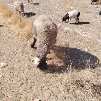 گوسفند بدون بره