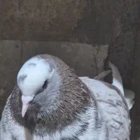 کفتر گرفته|پرنده|صحنه, |دیوار