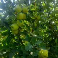 ویلا-باغ-جاده-سلماس-عربلوی-دره-املاک-آسمان-ابی