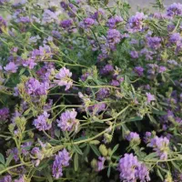 فروش زمین کشاورزی کربال ( طلا )