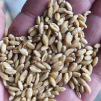 بوجاری گندم