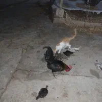 خروس محلی ۵۰۰ تومن|حیوانات مزرعه|مسجد سلیمان, |دیوار