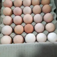 تخم‌مرغ محلی دوزرده
