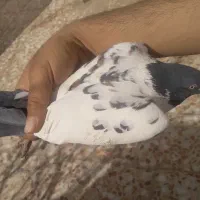 کبوتر نر وماده شتری افغانی وارداتی