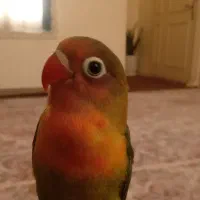 یک عدد عروس هلندی گل باقالی و ۳ عدد طوطی برزیلی