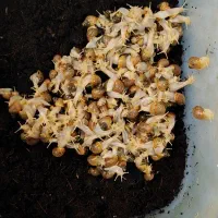 حیوان خانگی