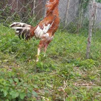 ۲عددخروس لاری