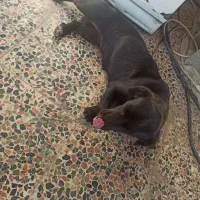 سگ پاکوتاه|سگ|رشت, شهرک قدس|دیوار