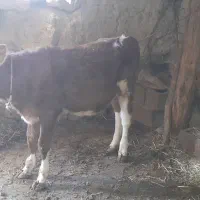 گوساله ماده