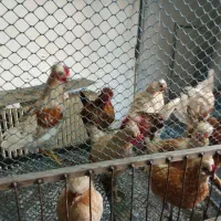 فروش مرغ و خروس زنده خانگی