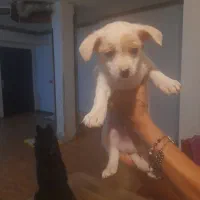 سگ اشپیتز شیتزو