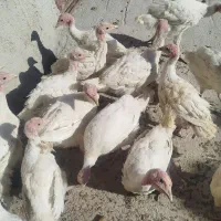 17عدد بوقلمون گوشتی 3ماهه بدون هیچ مریضی بفروش